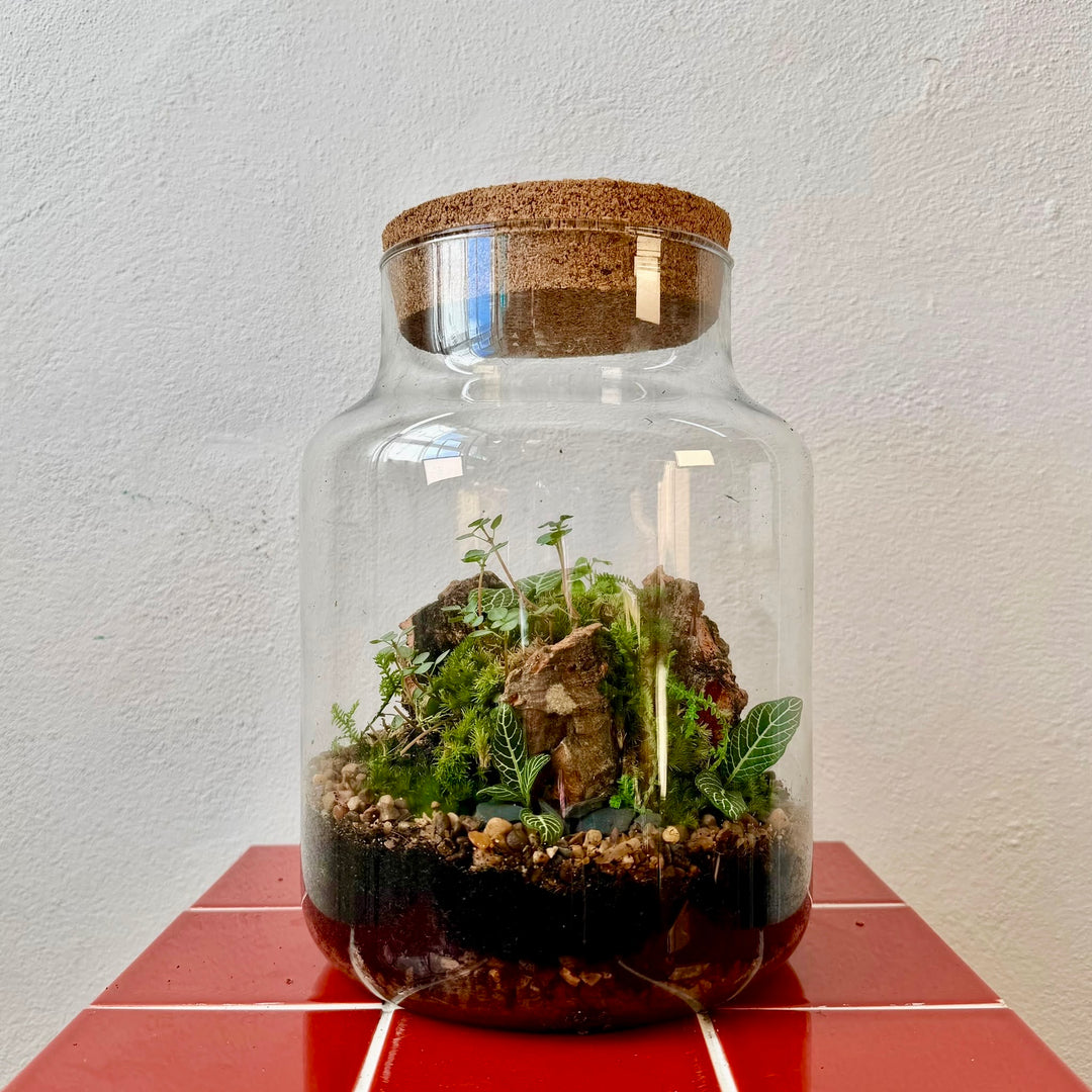 Plant.Studio 'Moss Island' Terrarium