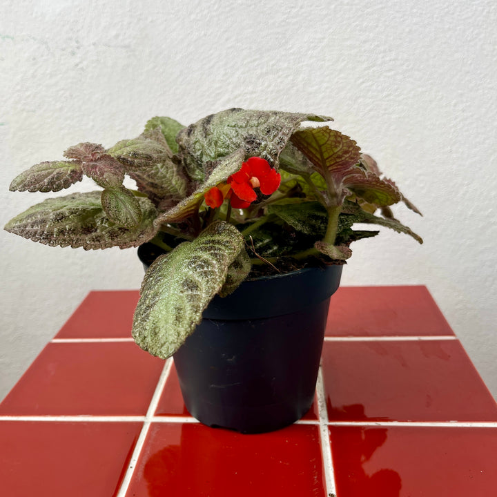 Episcia cupreata ‘Tierra Plata’ – Flame Violet
