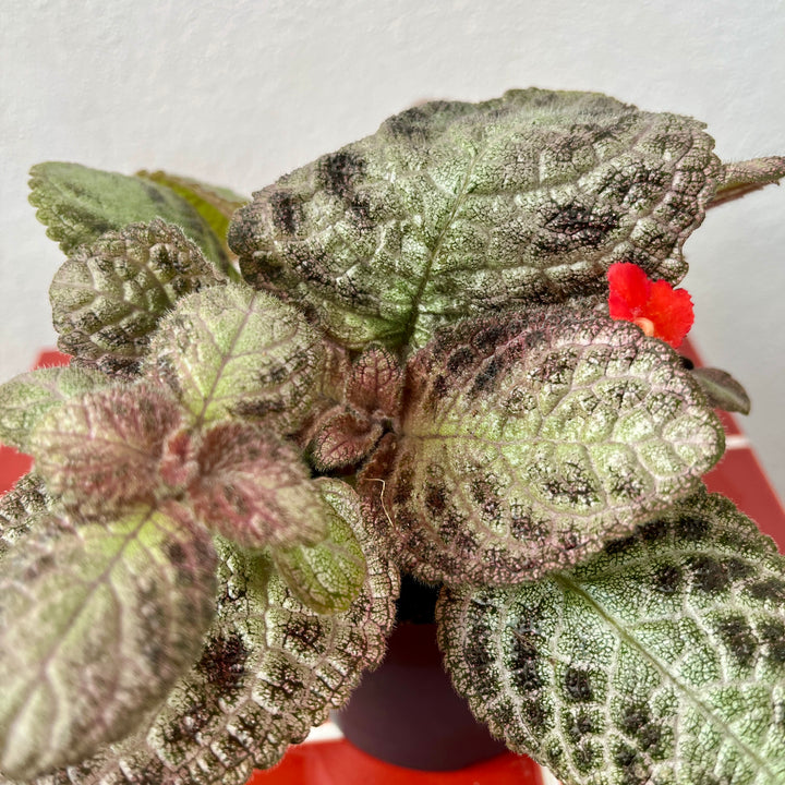 Episcia cupreata ‘Tierra Plata’ – Flame Violet