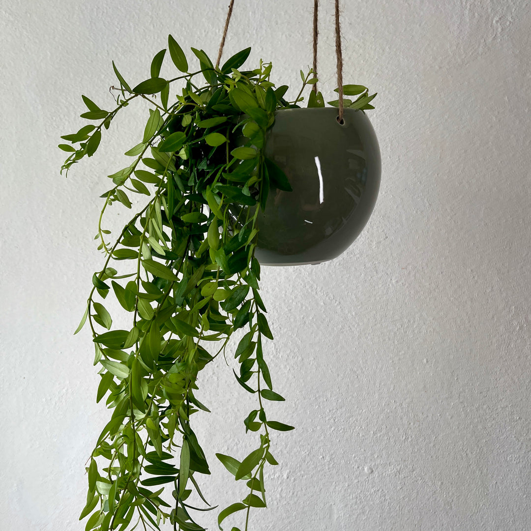 Moon Pod Hanging Ceramic Pot – 12cm Lucky Dip