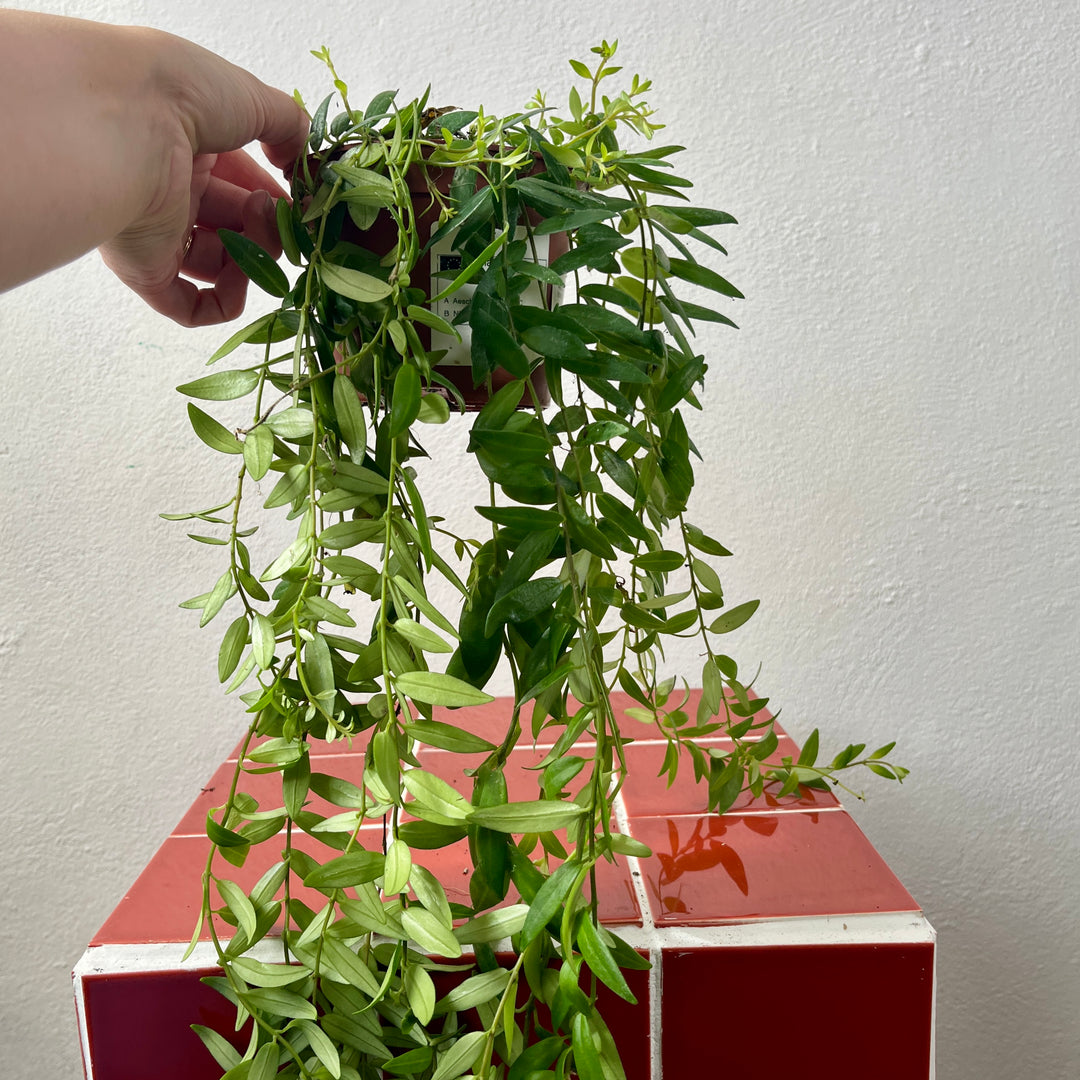 Aeschynanthus Japhrolepis - lipstick plant