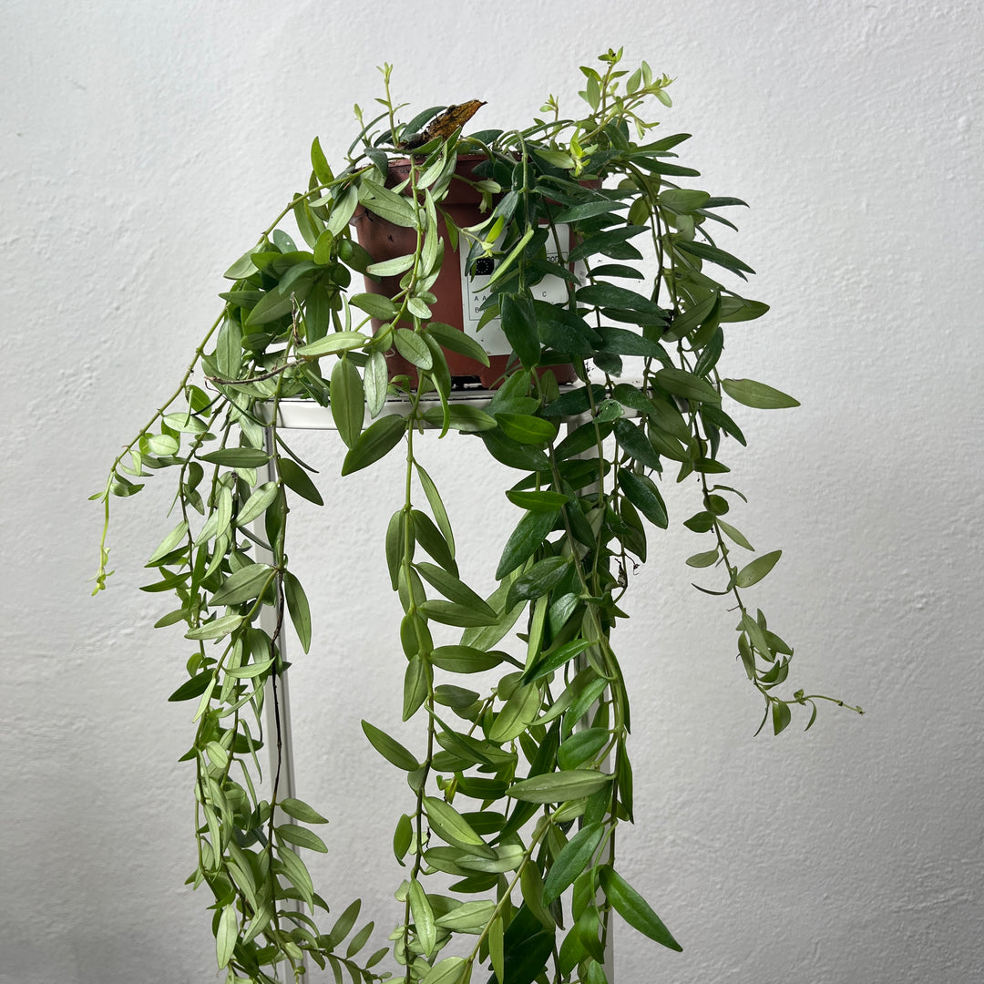 Aeschynanthus Japhrolepis - lipstick plant