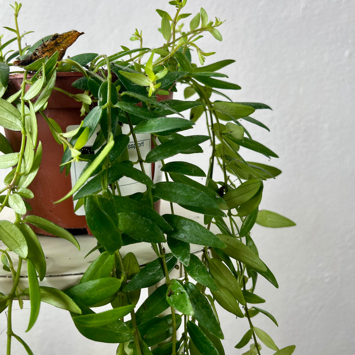 Aeschynanthus Japhrolepis - lipstick plant