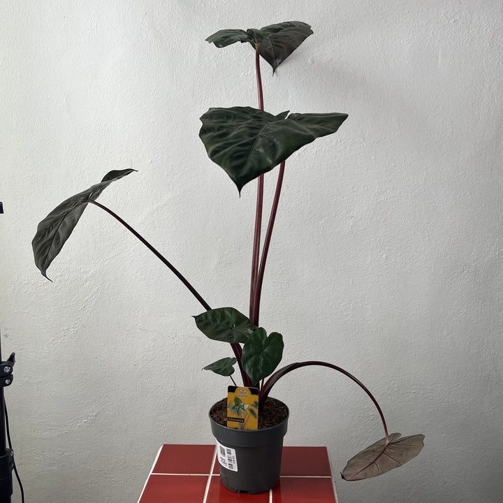 Alocasia ‘Yucatan Princess’ – Elephant Ear
