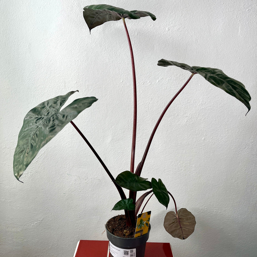 Alocasia ‘Yucatan Princess’ – Elephant Ear