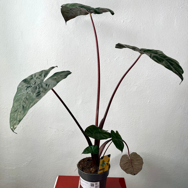 Alocasia ‘Yucatan Princess’ – Elephant Ear