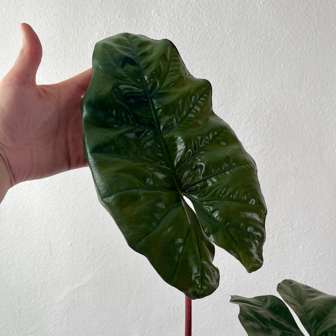 Alocasia ‘Yucatan Princess’ – Elephant Ear
