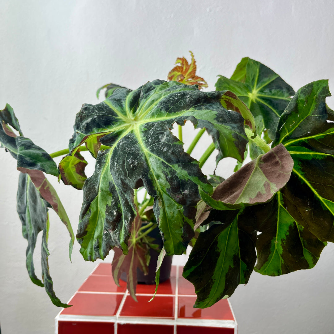 Begonia ‘Draco’ – Star Leaf Begonia