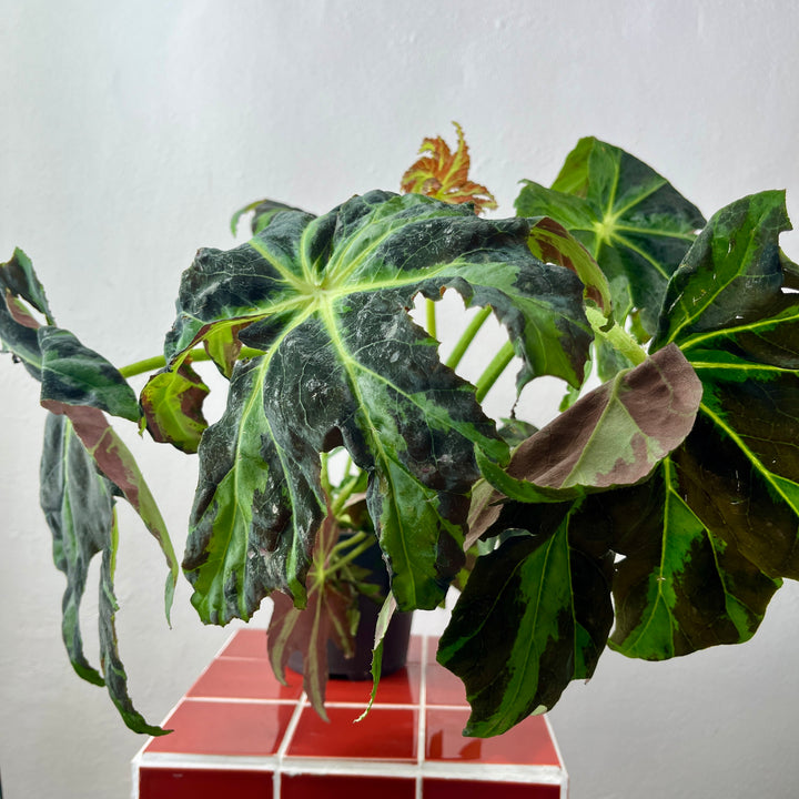 Begonia ‘Draco’ – Star Leaf Begonia