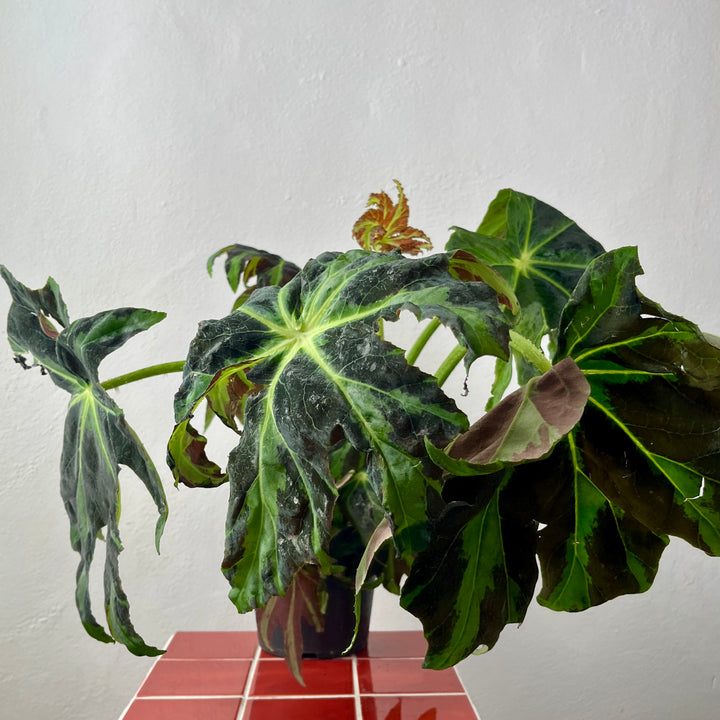 Begonia ‘Draco’ – Star Leaf Begonia