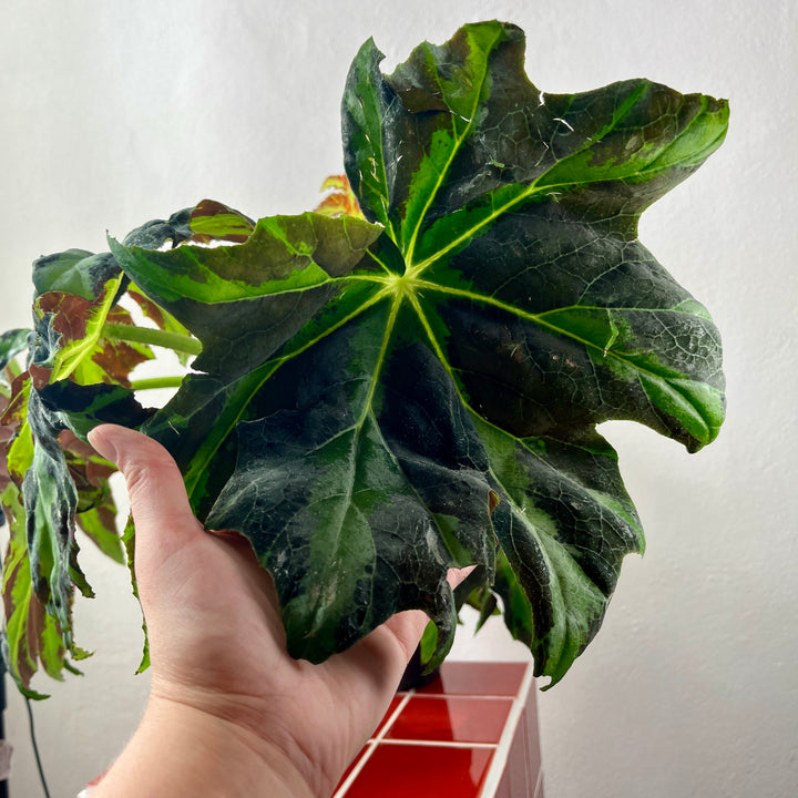 Begonia ‘Draco’ – Star Leaf Begonia