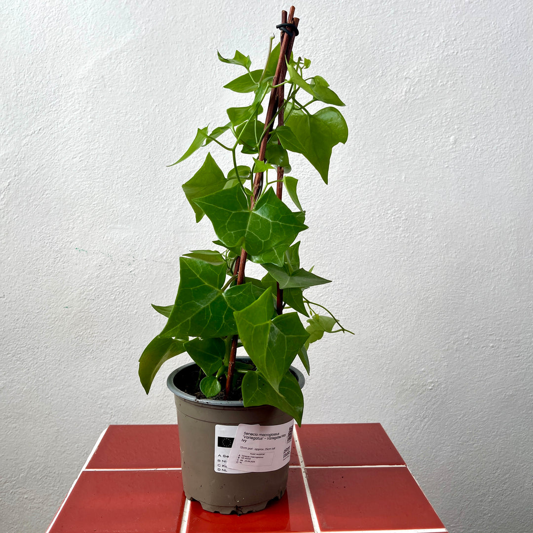Senecio macroglossus ‘Variegatus’ – Variegated Wax Ivy