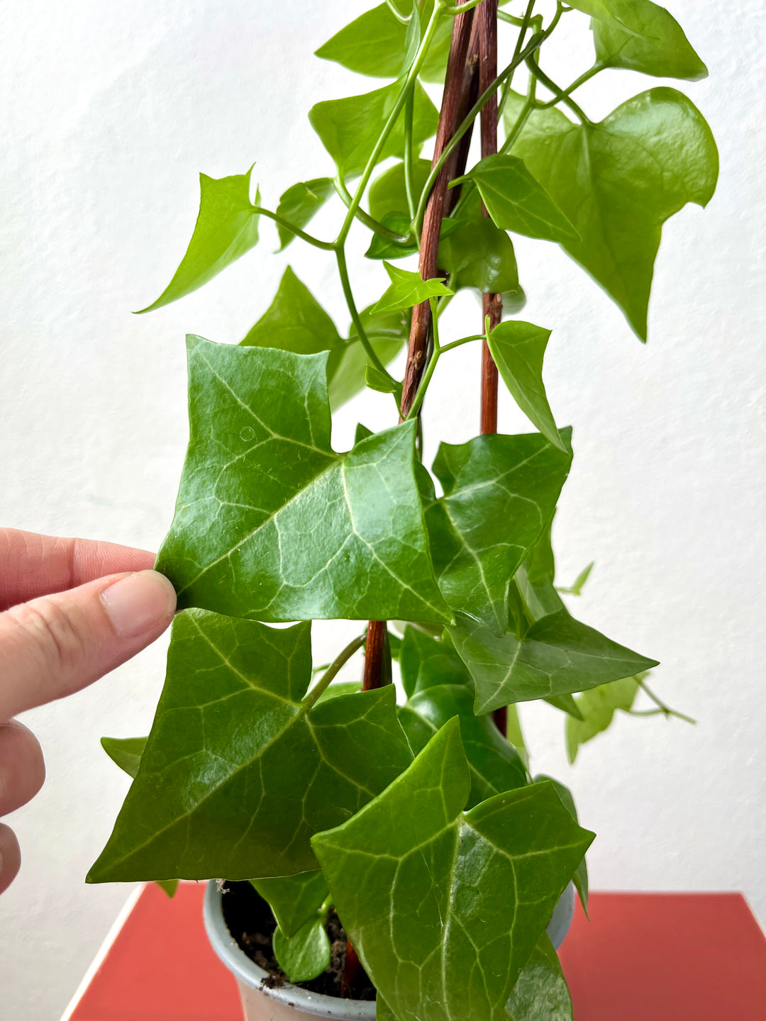 Senecio macroglossus ‘Variegatus’ – Variegated Wax Ivy