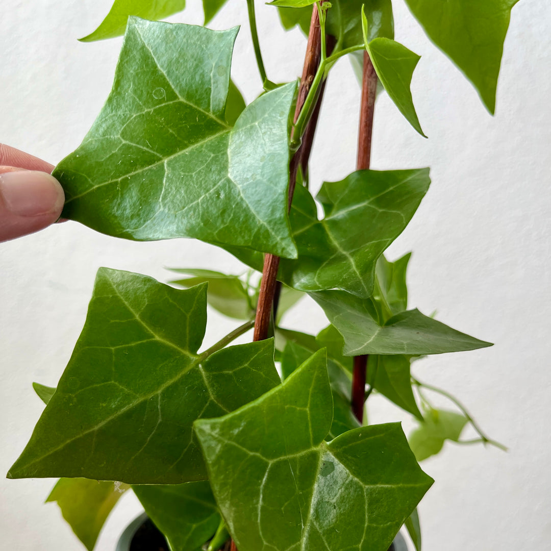 Senecio macroglossus ‘Variegatus’ – Variegated Wax Ivy