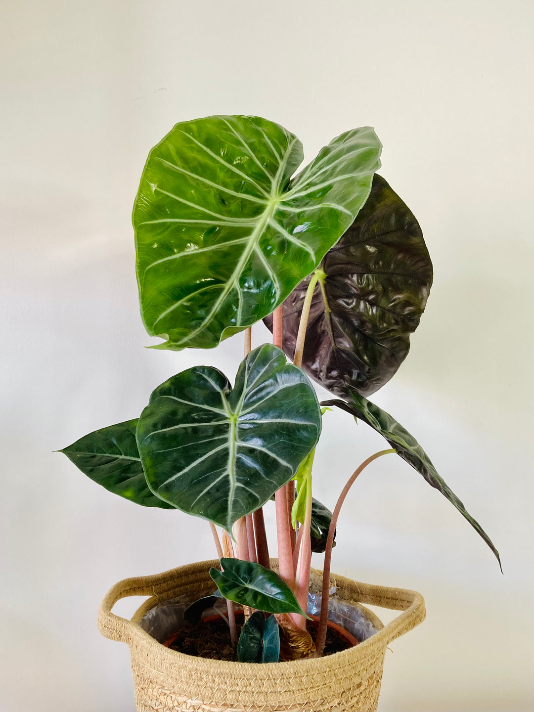 Alocasia Pink Dragon
