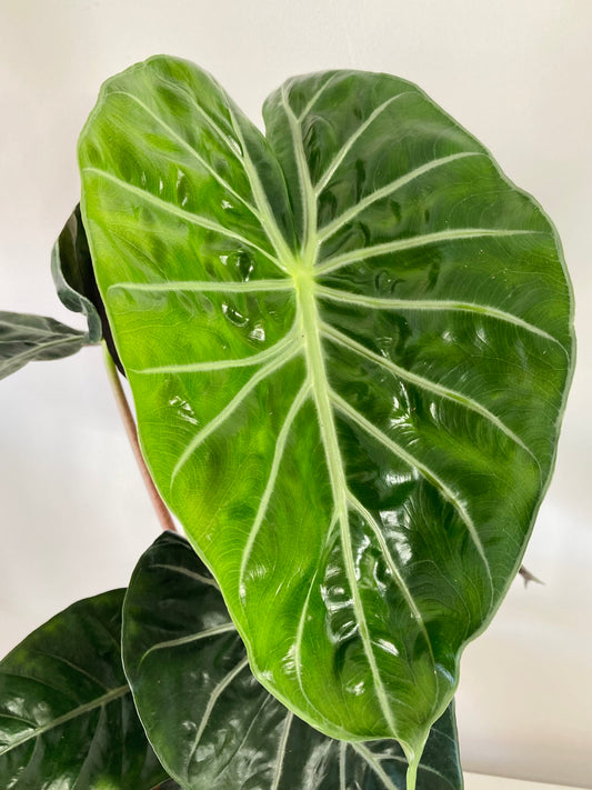 Alocasia Pink Dragon