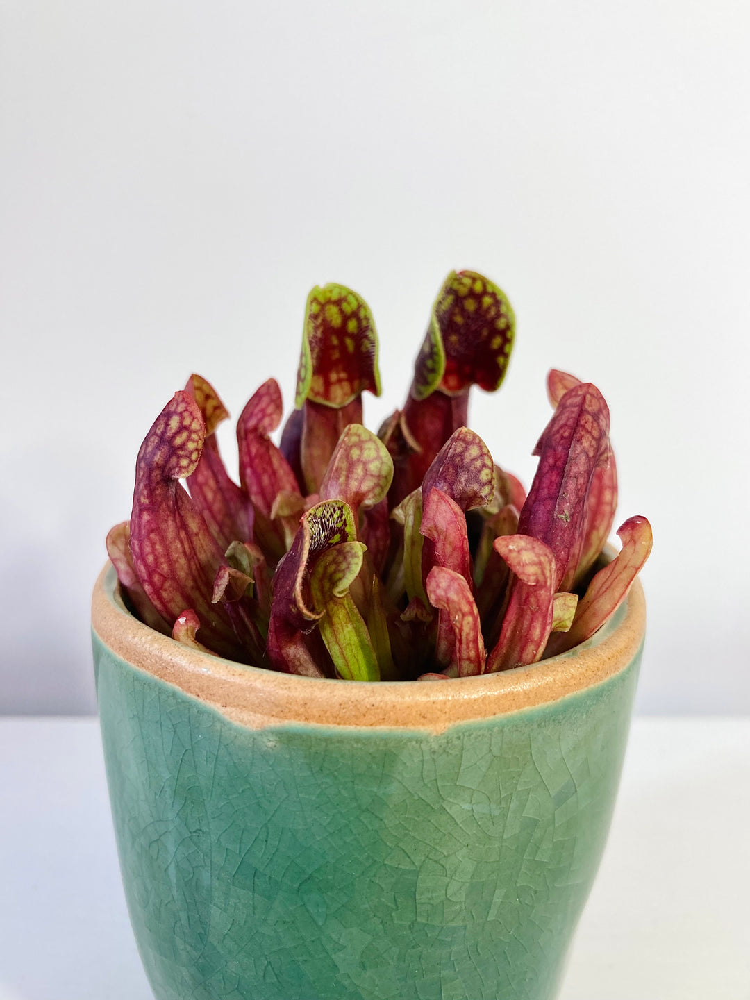 Sarracenia - pitcher plant mix