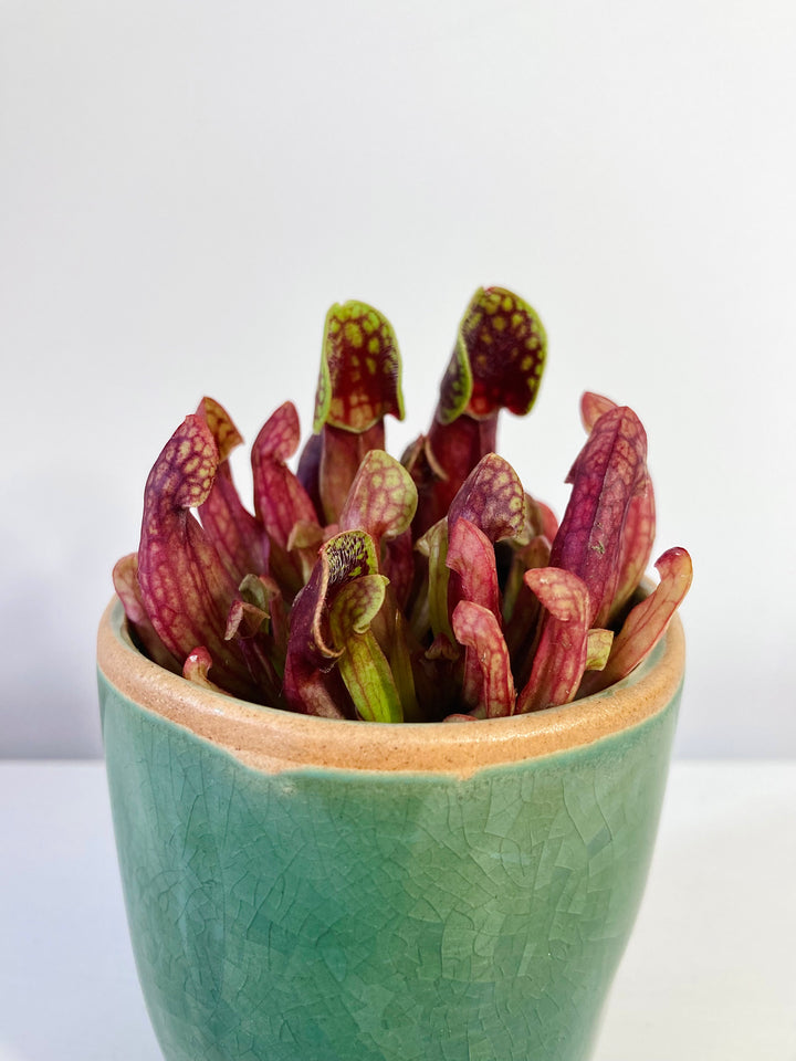 Sarracenia - pitcher plant mix