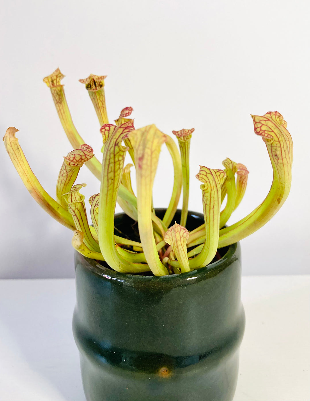 Sarracenia - pitcher plant mix