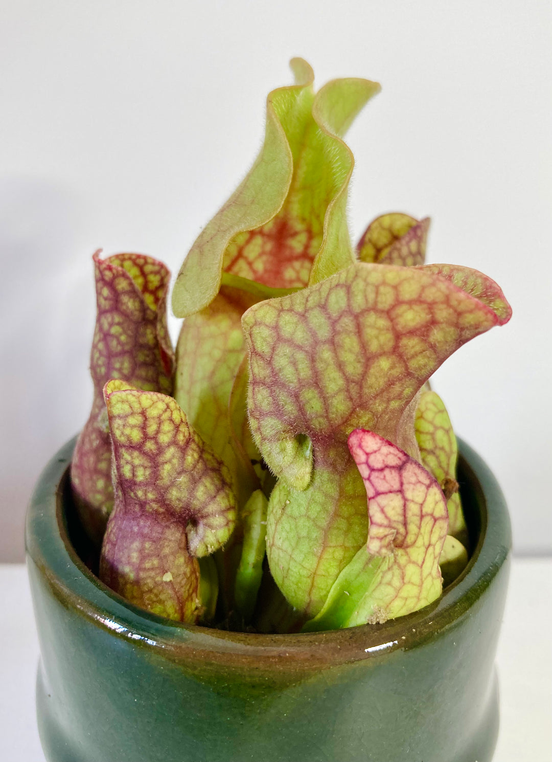 Sarracenia - pitcher plant mix