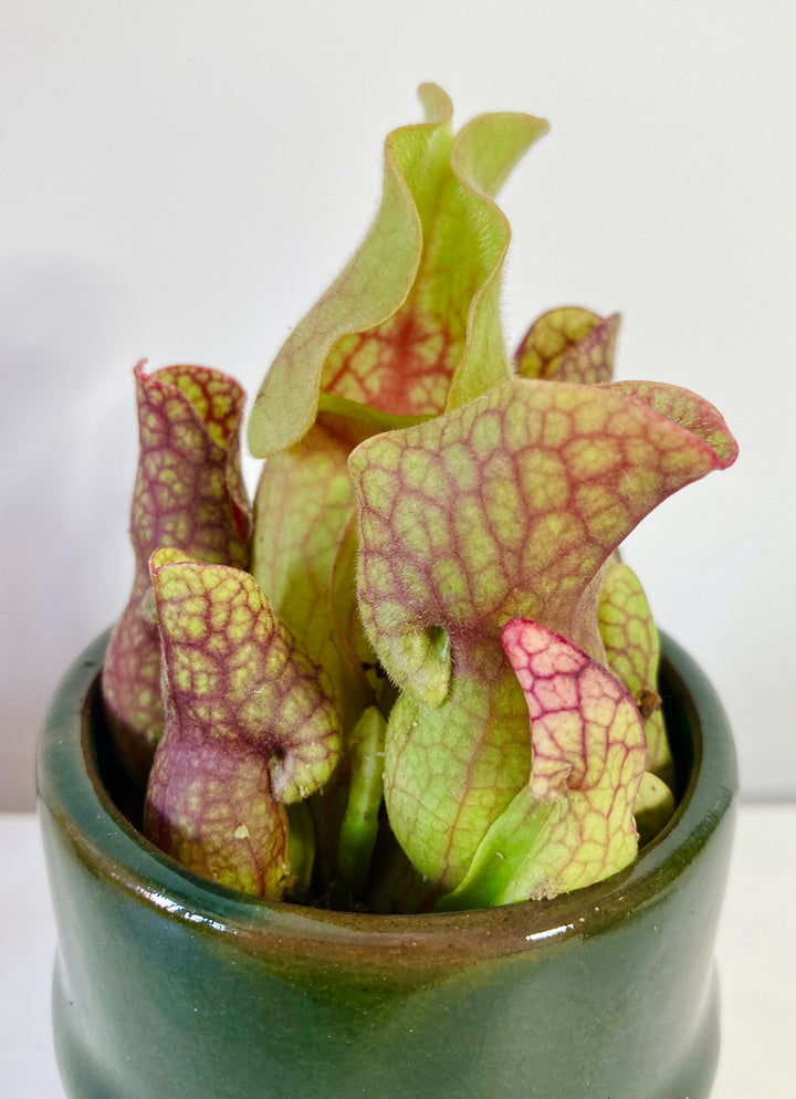 Sarracenia - pitcher plant mix