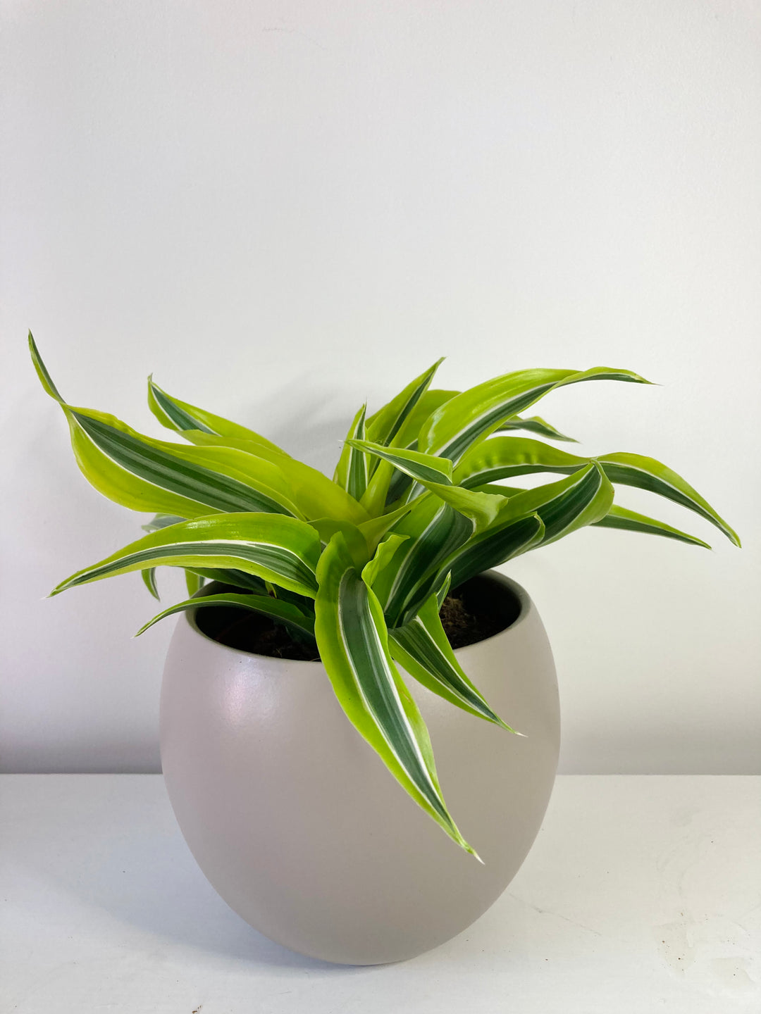 Dracaena 'Lemon Surprise'