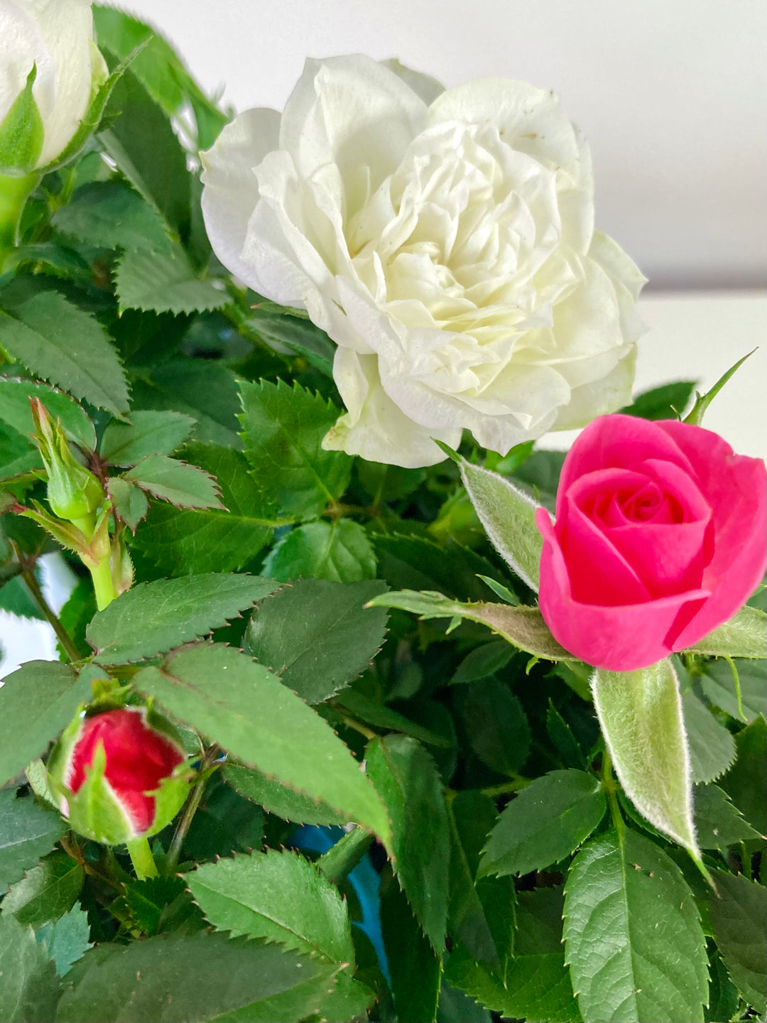 mini rose plant indoor Kordana Mini Rose – Plant Studio