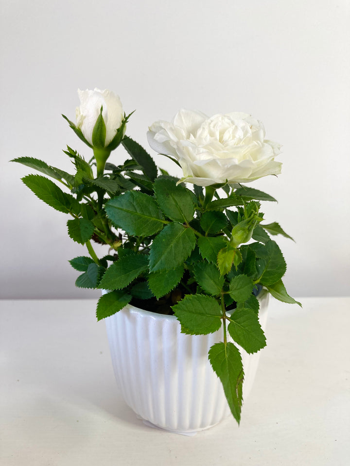 Kordana Mini Rose