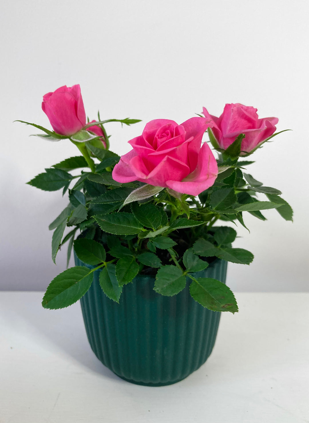 Kordana Mini Rose