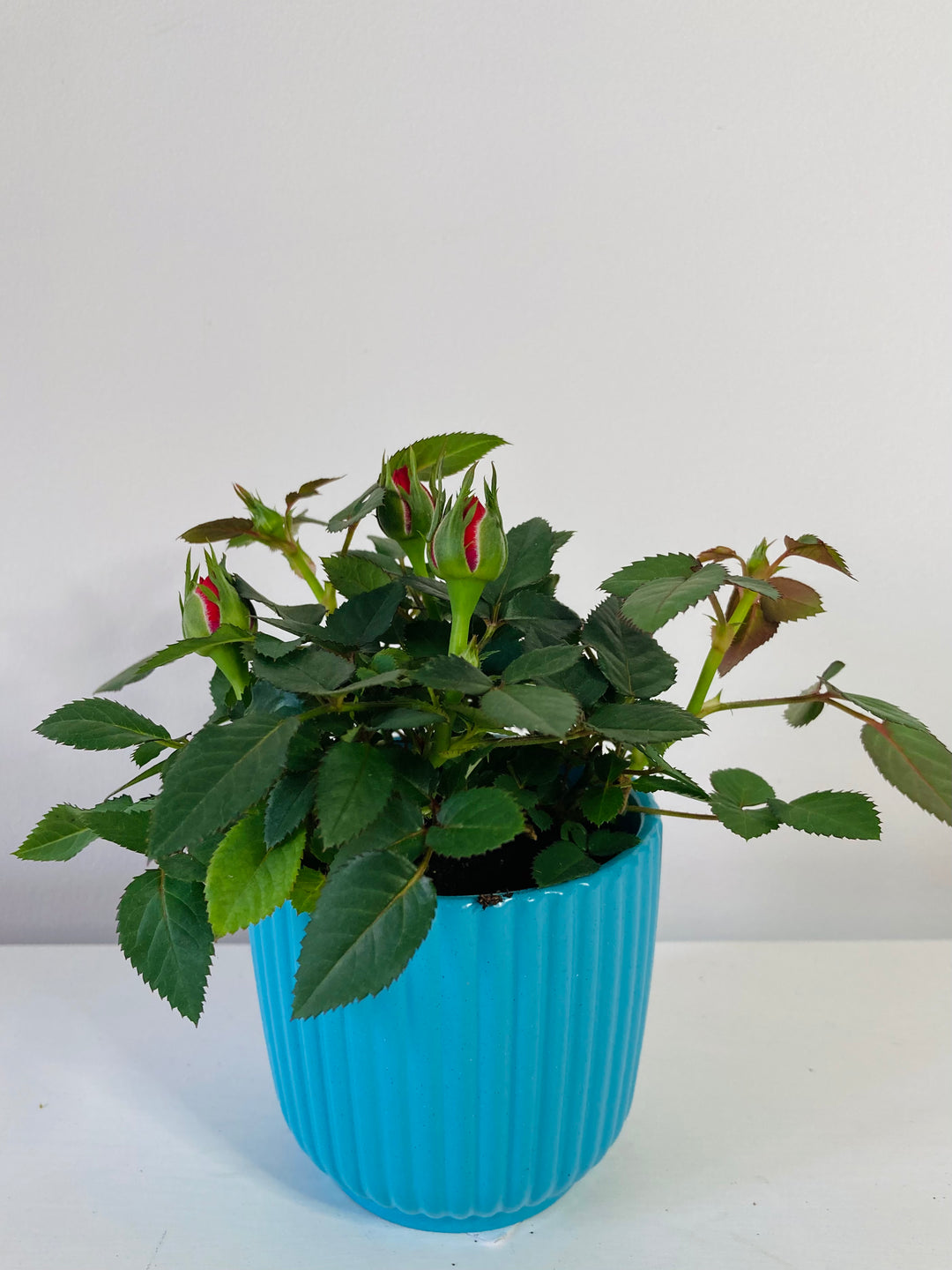 Kordana Mini Rose