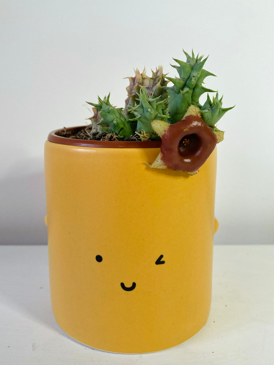 Stapelia / Huernia  - lifesaver cactus mix