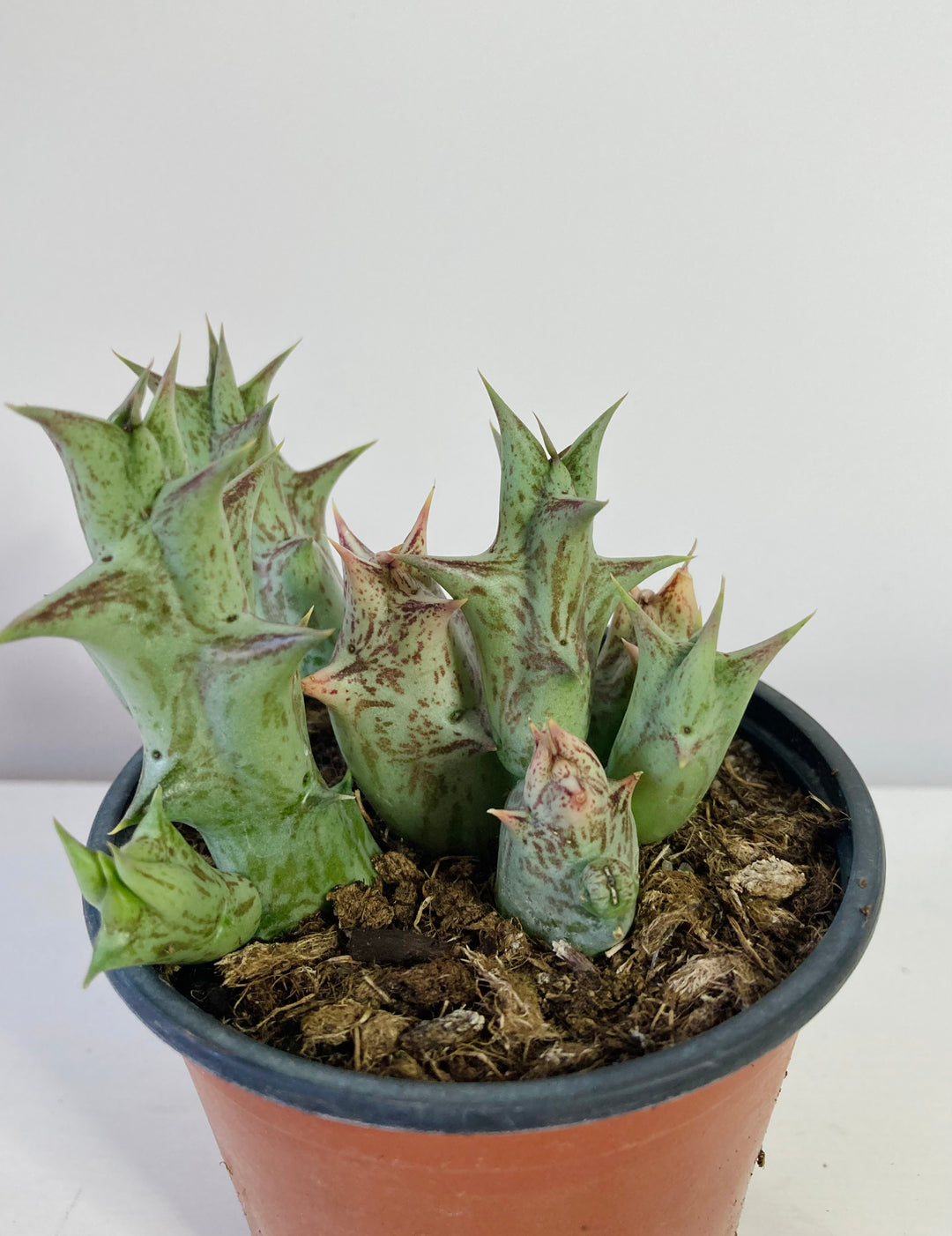 Stapelia / Huernia  - lifesaver cactus mix