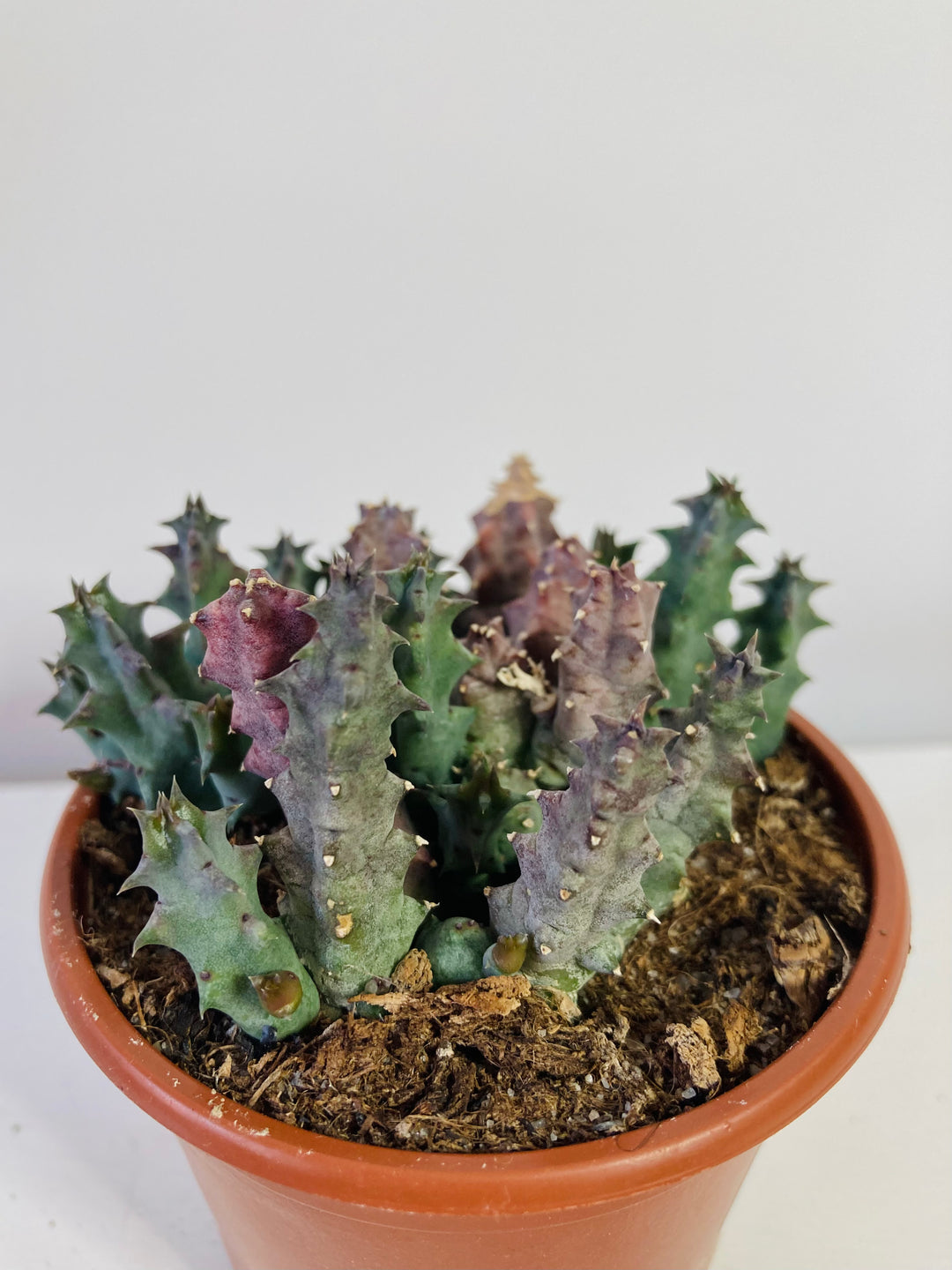 Stapelia / Huernia  - lifesaver cactus mix