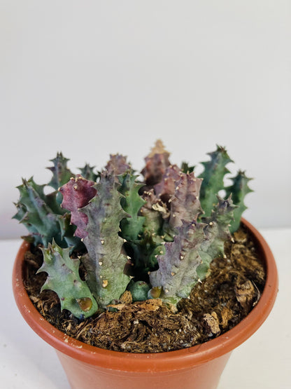 Stapelia / Huernia  - lifesaver cactus mix
