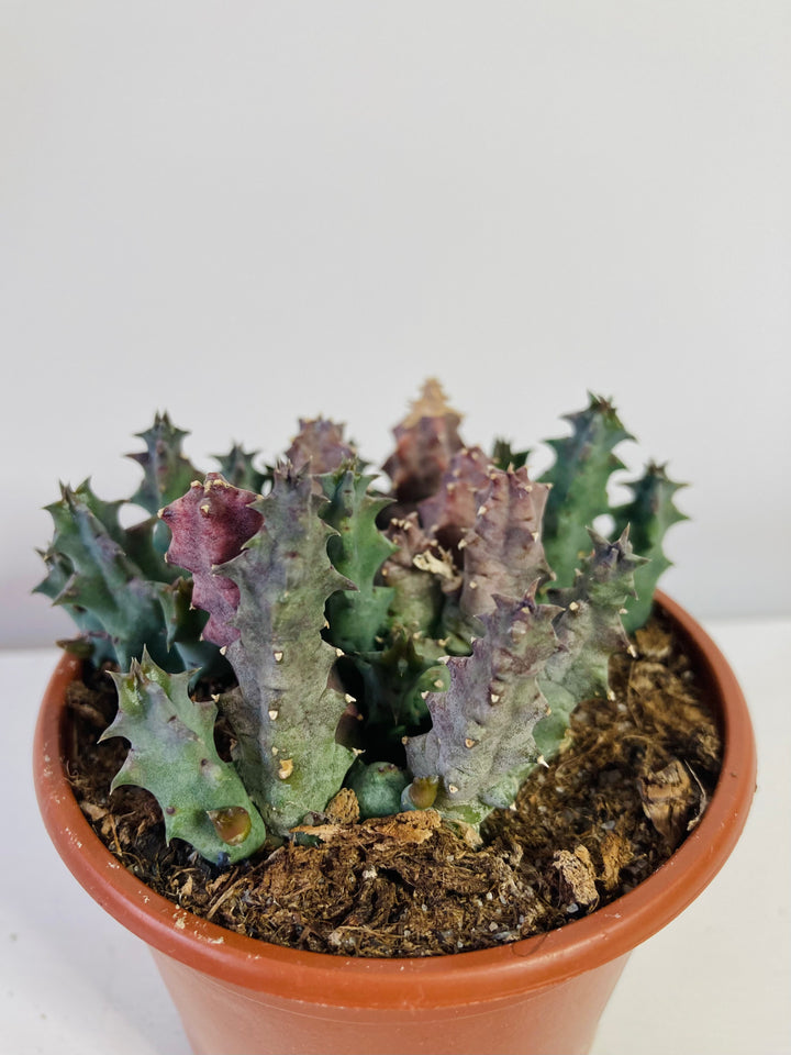 Stapelia / Huernia  - lifesaver cactus mix