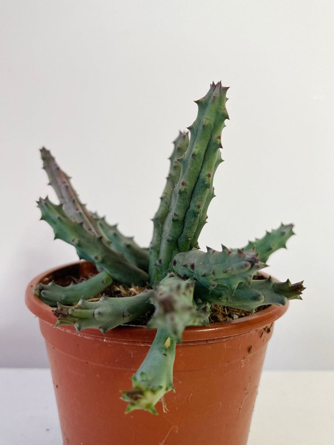 Stapelia / Huernia  - lifesaver cactus mix