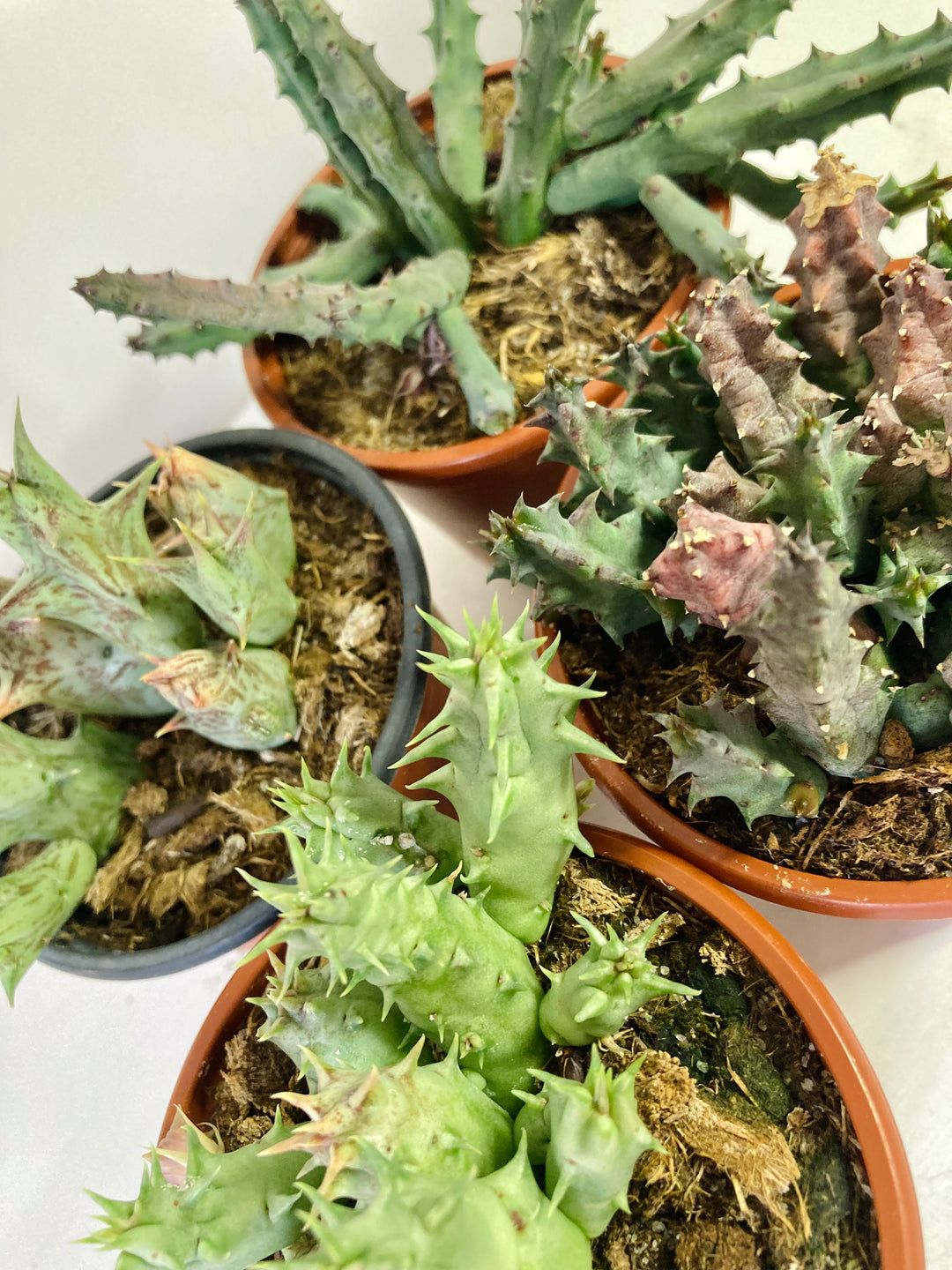 Stapelia / Huernia  - lifesaver cactus mix