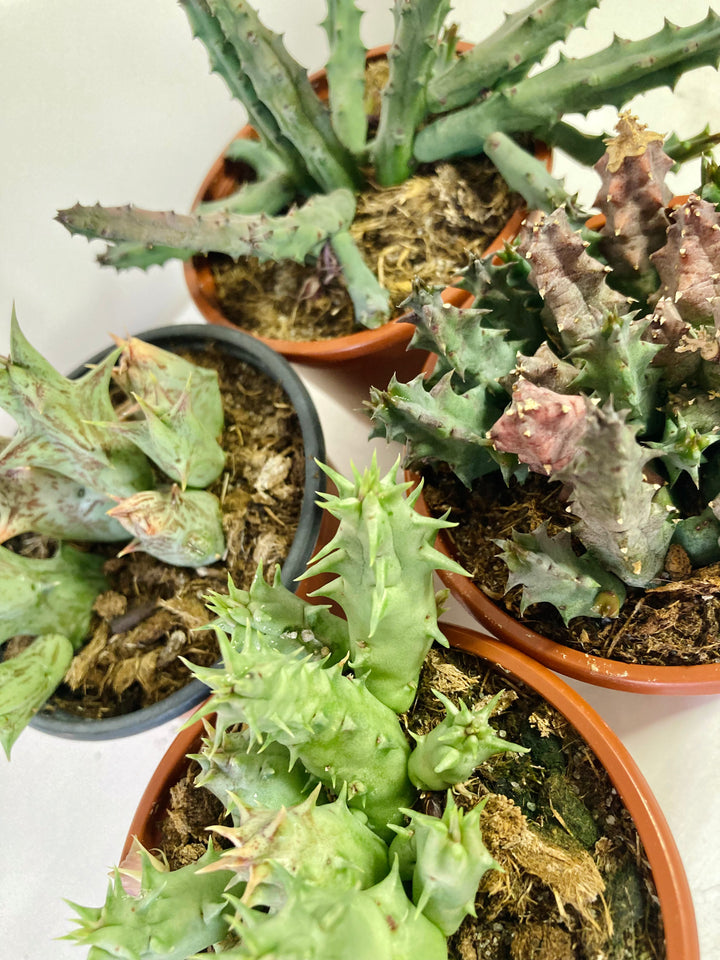 Stapelia / Huernia  - lifesaver cactus mix