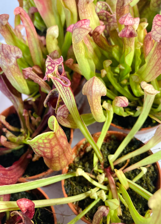 Sarracenia - pitcher plant mix