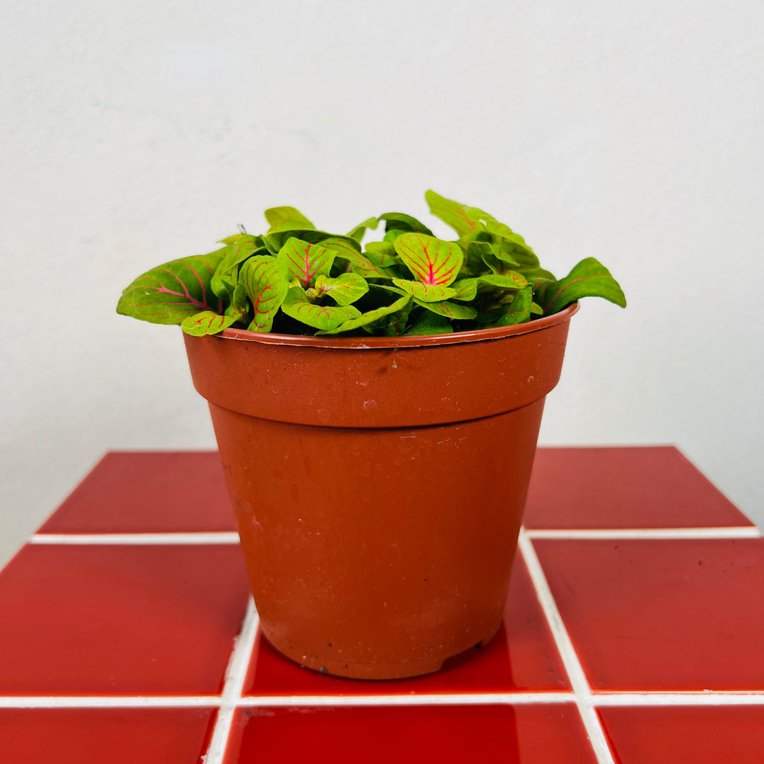 Fittonia ‘Bubble Green’ -Nerve Plant
