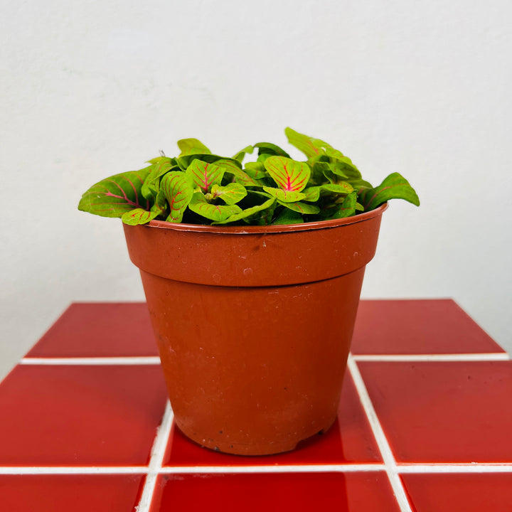 Fittonia ‘Bubble Green’ -Nerve Plant