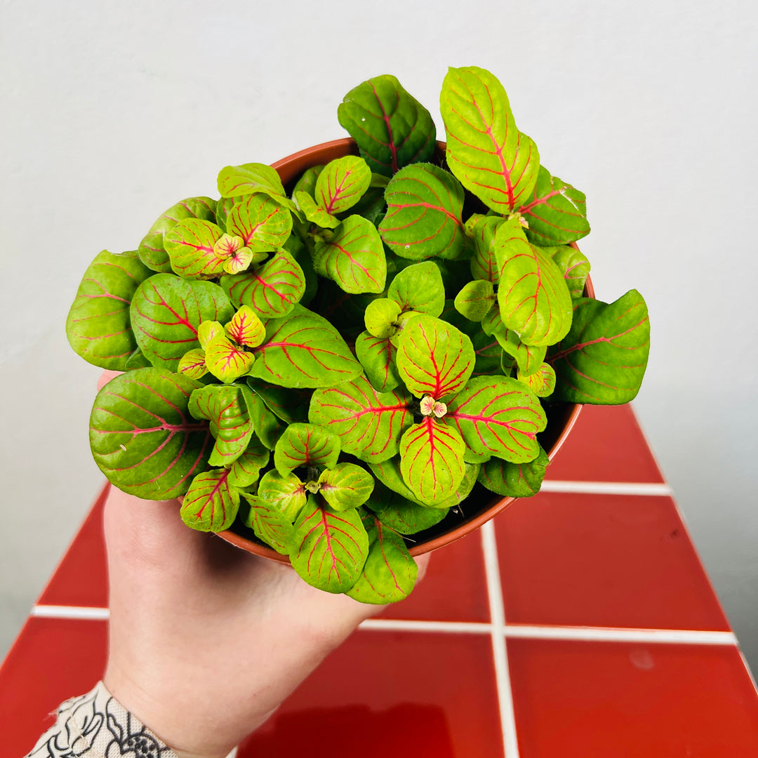 Fittonia ‘Bubble Green’ -Nerve Plant