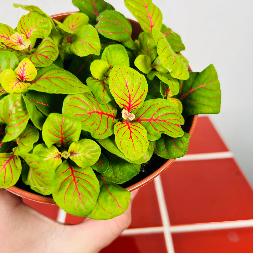 Fittonia ‘Bubble Green’ -Nerve Plant