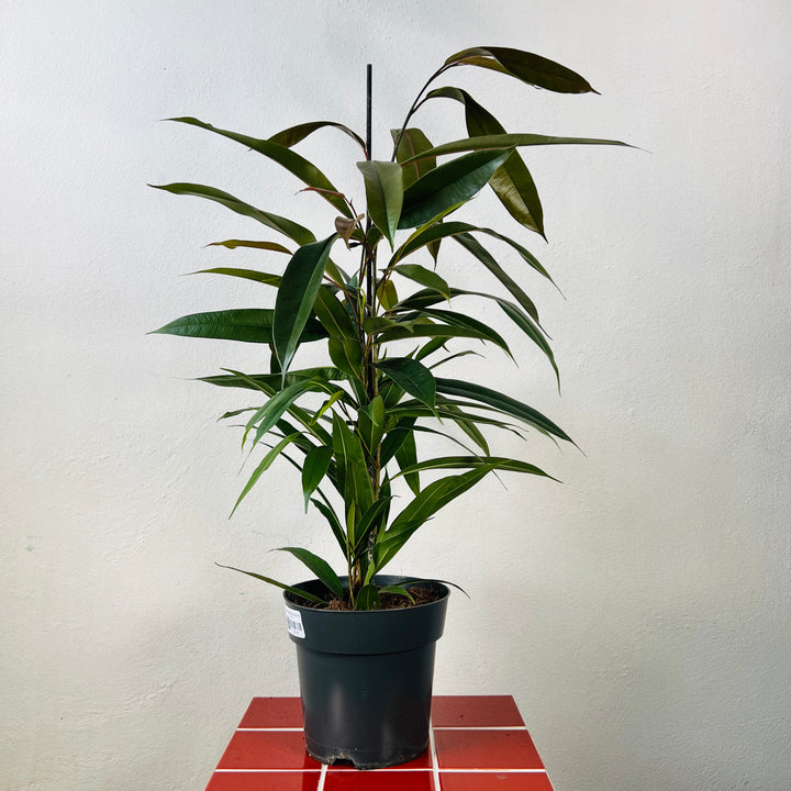 Ficus binnendijkii ‘Amstel King’