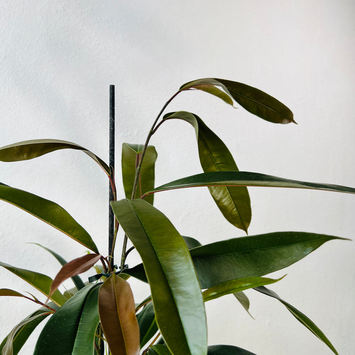Ficus binnendijkii ‘Amstel King’