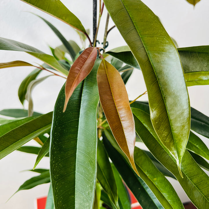 Ficus binnendijkii ‘Amstel King’
