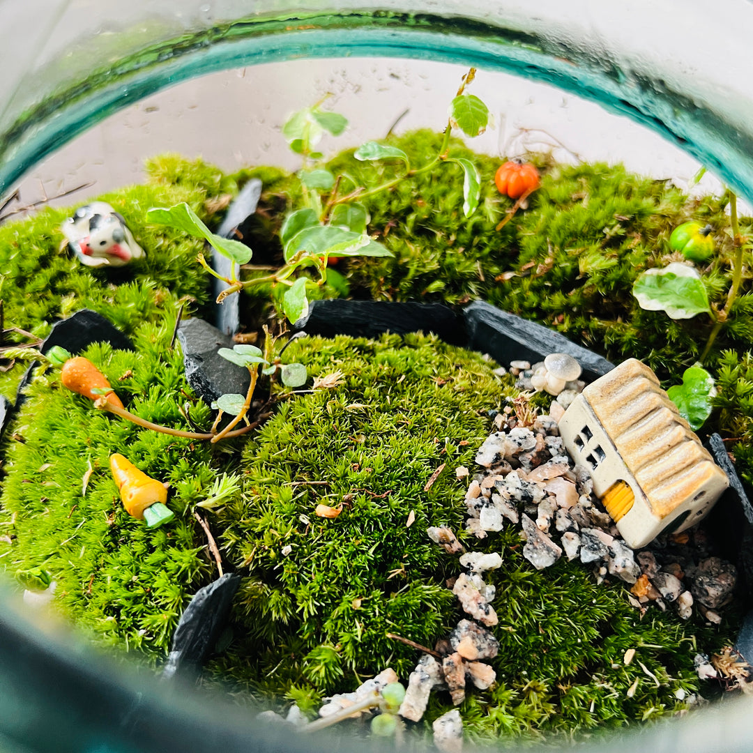 Plant.Studio 'Farmyard' Terrarium