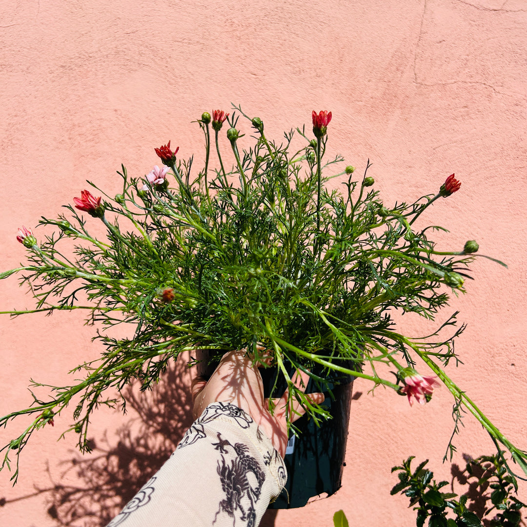 Rhodanthemum ‘Zagora Pink’ – Moroccan daisy -  Atlas daisy