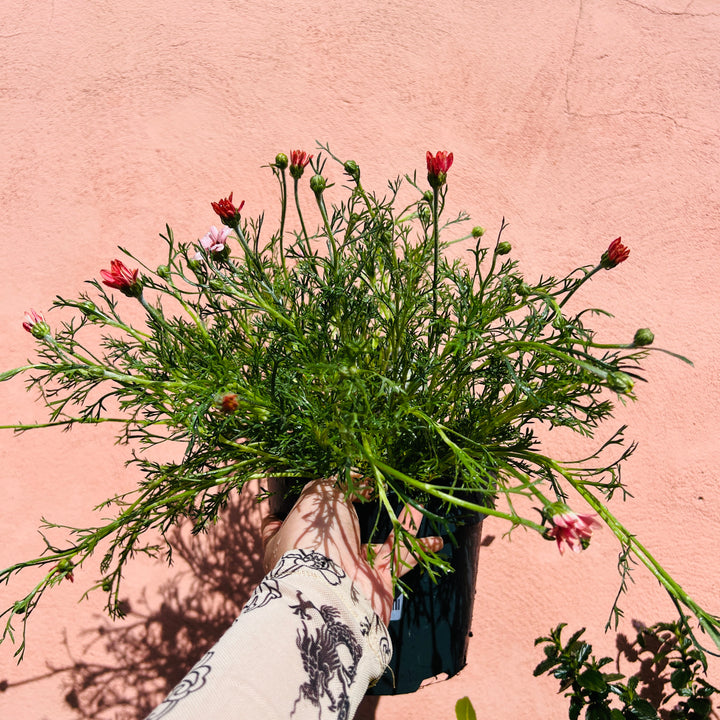 Rhodanthemum ‘Zagora Pink’ – Moroccan daisy -  Atlas daisy