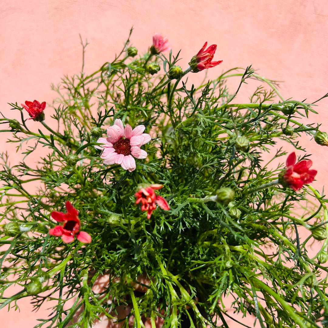 Rhodanthemum ‘Zagora Pink’ – Moroccan daisy -  Atlas daisy